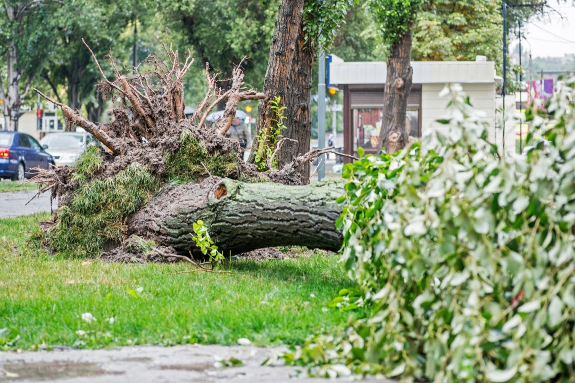 Fallen tree after a storm